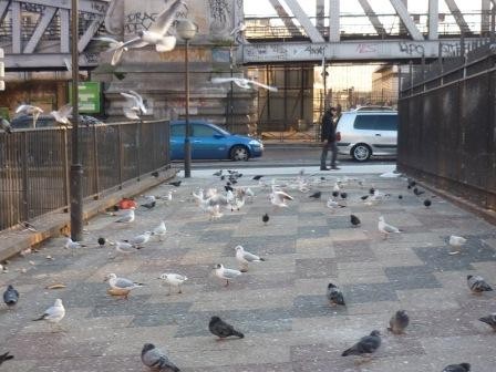 paris,18e,square-jessaint,pigeons,mouettes,nourrissage